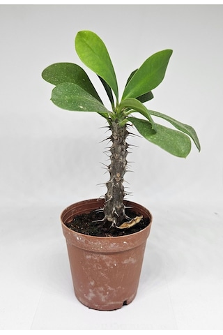 Euphorbia Milii Beyaz Çiçek Açan Kaktüs 5,5cm Saksılı-9087063374690