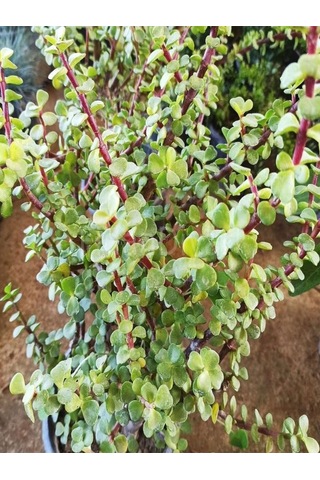 Videolu 1 Adet Para Çiçeği Fidanı 15-35cm Saksılı Money Plant