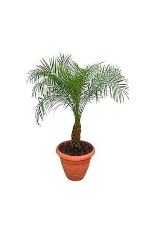 Cocos Palmiye Ağacı Tohumu Cocos Nucifera Hindistan Cevizi Ağacı Tohumu 3 Adet Tohum
