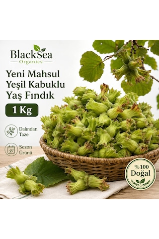Blacksea Organics Rize Fındığı Yeni Mahsul Yeşil Kabuklu Yaş Fındık 1 Kg Dalından Taze Kabuklu Fındık