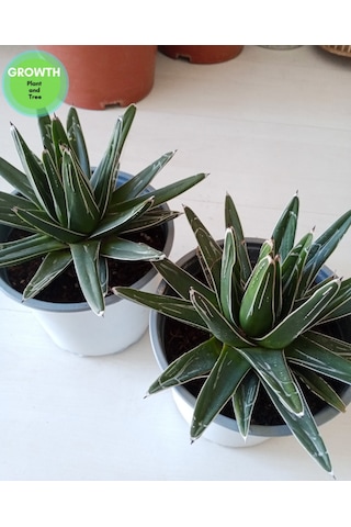 Agave Reginae-kraliçe Victoria Kaktüsü 1 Adet