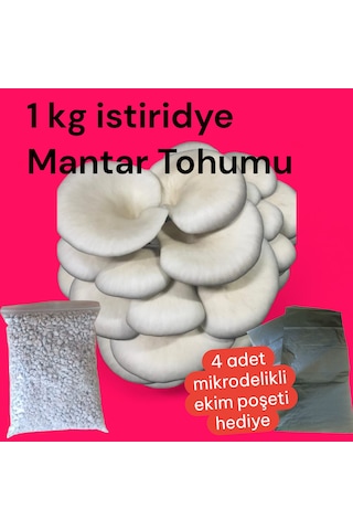 İstiridye Mantar Tohumu 1 Kg 4 Adet Ekim Poşeti Hediyeli 1 adet