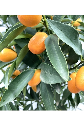 Kamkat Kumkuat 80-120 Cm Tüplü