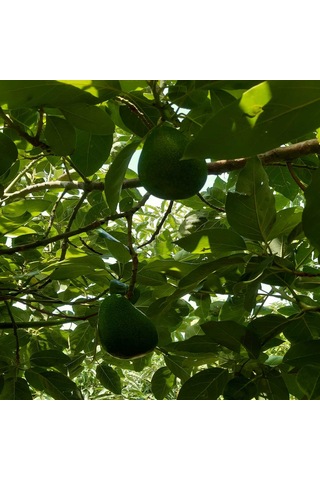 Avokado 10 Kg Anamur