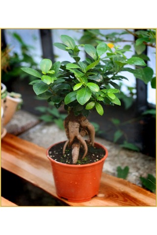 Serada Decor Plant Bonzai Fidanı Saksılı 20 Cm 40 Cm