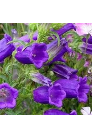 50 Adet Tohum Nadir Çan Kadehi Çiçeği Tohumu Çiçek Tohumu