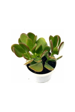 Para Ağacı Çiçeği Yeşim Bitkisi Crassula Ovata Fidanı 10-20 Cm