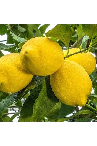 İri Meyveli Uzun Zagara Bianca Limon Fidanı