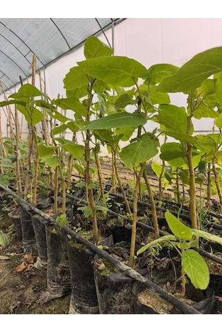 Tüplü 2 Yaş Tamarillo Domates Ağacı Fidanı 50-70 Cm