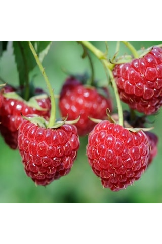 Tüplü Tatlı Yediveren Ruby Ahududu Fidanı