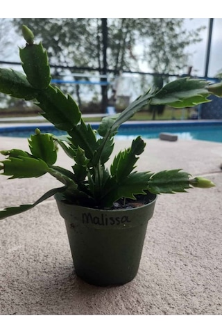 Schlumbergera Truncata White Yılbaşı Çiçeği Beyaz Renk 10-15cm