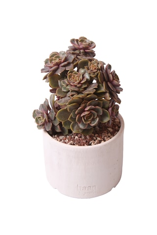 Echeveria Da Hong Pao - Sukulent Haangarden