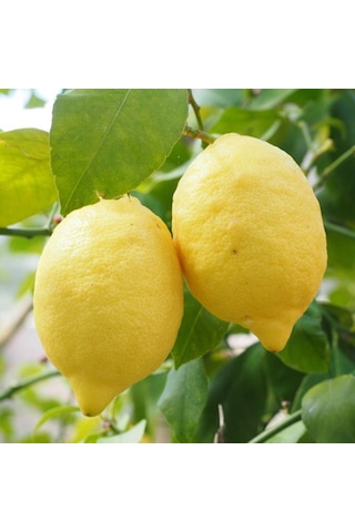 Tüplü Aşılı Çok Yüksek Verimli Yediveren Limon Fidanı