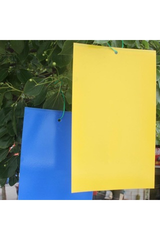 Homyl 10 Adet Yapışkan Tuzaklar Tutkal Uçan Böcek Mavi