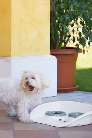 İkili Mama Kabı 300ml + 250ml