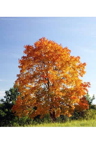 Akçaağaç Fidanı - Acer Platanoides