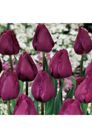 İthal Özel Negrita İri Kafa Özel Bordo Lale Soğanı 4 Soğan