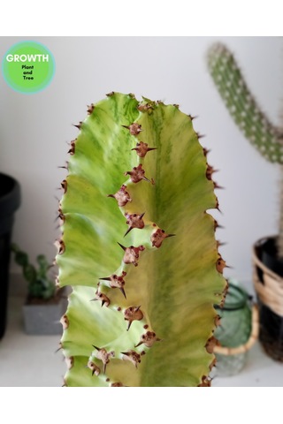 Euphorbia Ammak Kaktüs Ingens Variegata 1 Adet