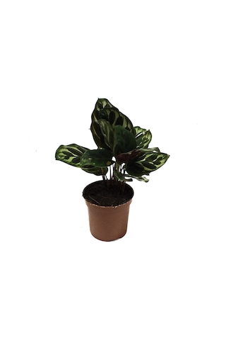 Calathea Makoyana