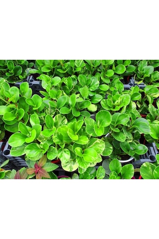 Peperomia - Ofis Ve Salon Bitkisi
