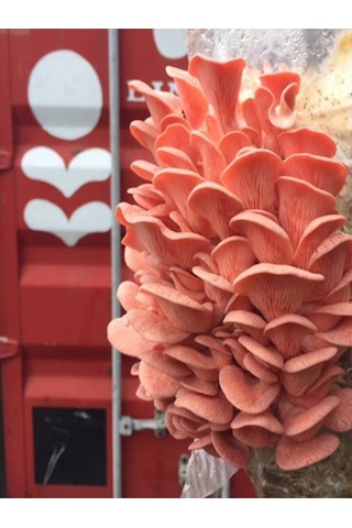 Pembe İstiridye Mantarı Miseli Tohumu Vakumlu 100 Gram Ekim Kılavuzu