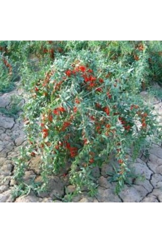 2 Adet Goji Berry Fidanı Nq1 Tombul Meyve Tüplü 1 Yaş 12 Ay Dikebilirsiniz....