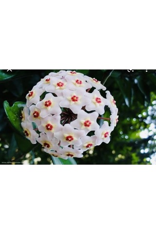 Serada Decor Plant Mum Çiçeği Beyaz 20-25 Cm Ev Salon Bitkisi Hoya Carnosa Çiçekli Bitki