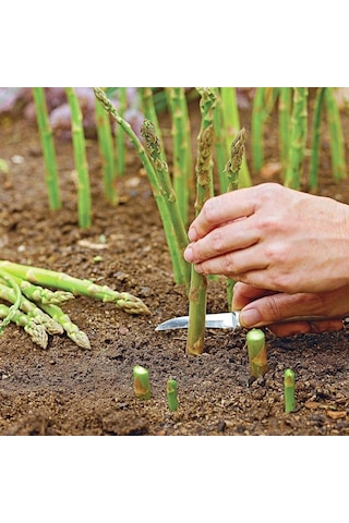 Kuşkonmaz Tohumu 1 Paket