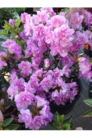 Mor Çiçekli Açelya Elsie Lee Fidanı 1-2 Yaş Arası Saksılı