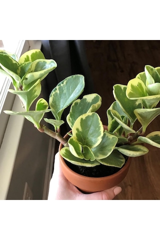 Peperomia Optusifolia Saksılı Hediyelik Bitki