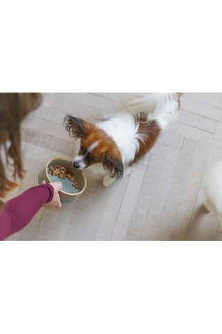 Beeztees Dbl Köpek Mama Su Kabı, Seramik, Yeşil, 13,5cm, 500ml