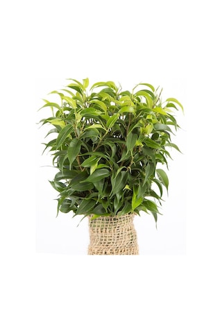 Ficus Benjamina Natasja Yeşil