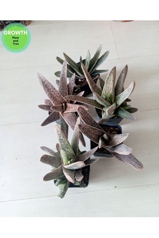 Gasteria Little Warty Variegated 1 Adet