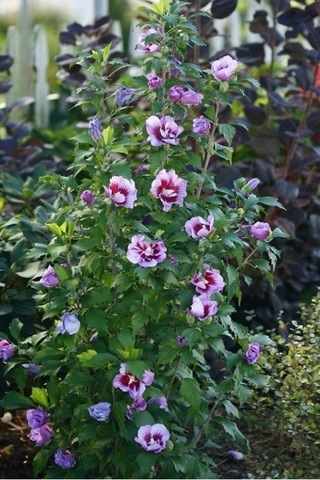 Gülhatmi Alcea Rosea