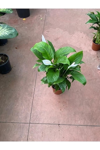 Canlı Saksılı Spatıfılıum Barış Çiçeği 70 Cm,17 Cm Saksı Çapı