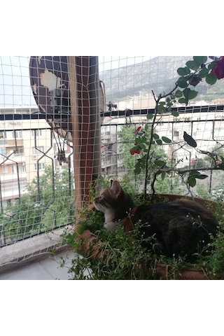 Morilu Kedi Filesi – 4 cm – 2.5 mm İp – Kedi Ağı – Kare Desen