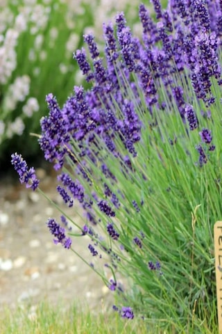 Lavanta Tohumu Lavendula Offinalis