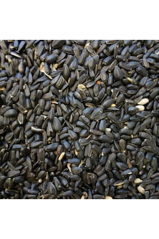 Papağan Çekirdek Küçük Taneli 1 KG Taze