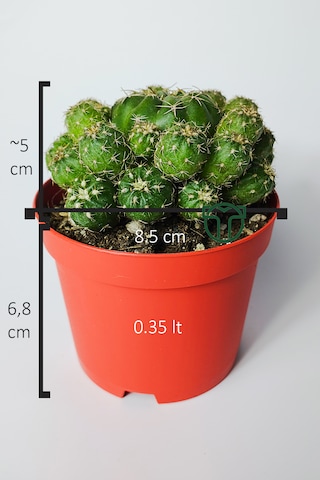 Bol Yavrulu Kaktüs Matucana Polzii Kırmızı Açan Kaktüs 8.5 Cm
