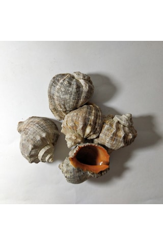 Deniz Kabuğu Gongaz Süs Dekoratif Akvaryum Süsleme 6-7 Cm 5 Adet