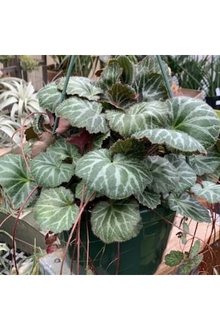 Gelin Teli Çiçeği – Begonia Saxifraga (Askılı Saksıda)