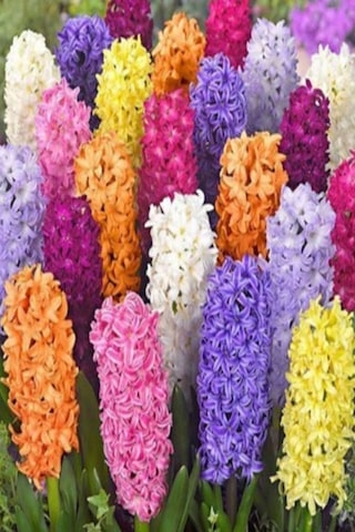 3 Adet Sümbül Soğanı Karışık Renk