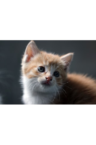 Yavru Kedi Kanvas Tablo