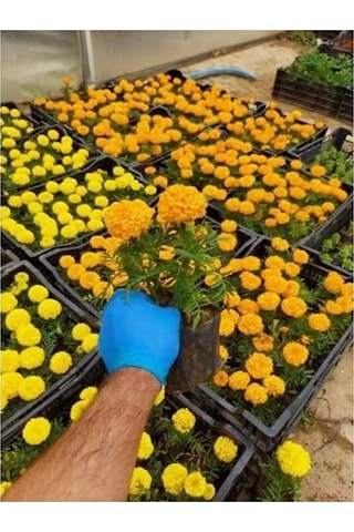 5 Adet Kadife Çicegi Fidesi 15-30cm Dikime Hazir Sari Ve Turuncu