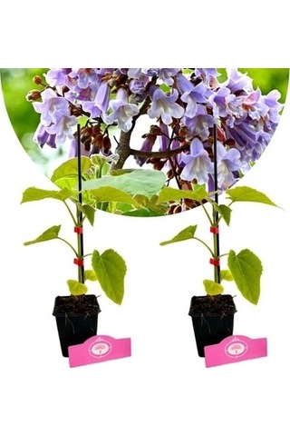 Pavlonya Fidanı / Çin Kavağı Paulownia Tomentosa