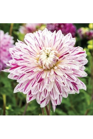 Yıldız Soğanı Dahlia Avignon Soğanı 1 Adet Dev Yıldız Çiçeği Boy 100 Cm-897001092