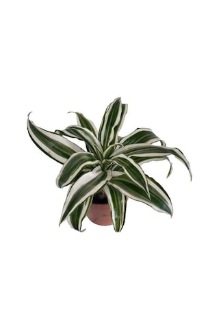 Dracaena Deremensis