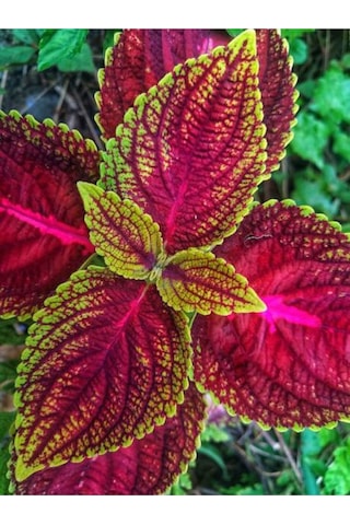 Videolu Hediyelik Yaprak Güzeli 10 20 Cm 1 Adet Saksılı Iç Mekan Bitkisi Coleus Scutellarioides