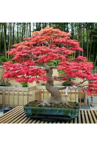 Bodur Acer Rubrum Bonsai Ağacı Tohumu 5 Tohum + Bonsai Toh