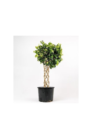 Ficus Benjamin Bitkisi Kafes Örgülü 100-120cm